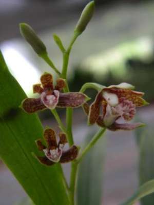 Prosthechea Livida | Mundiflora