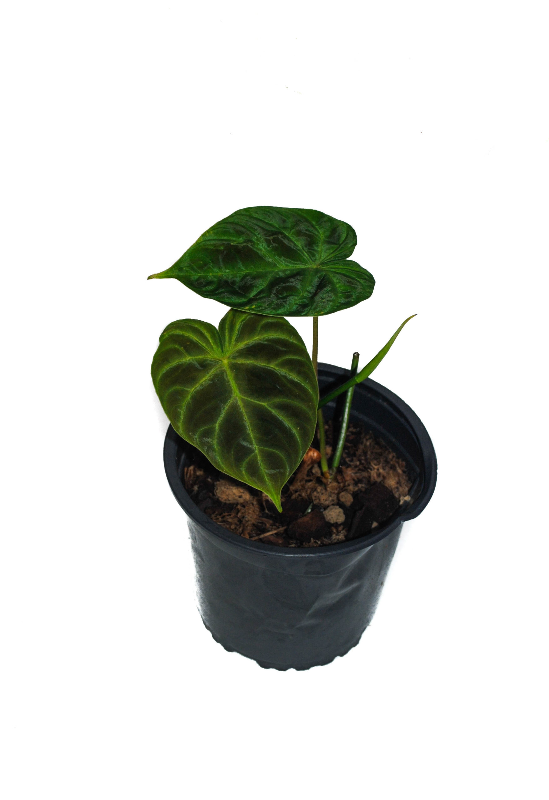 Philodendron verrucosum “Mini shiny” | Mundiflora