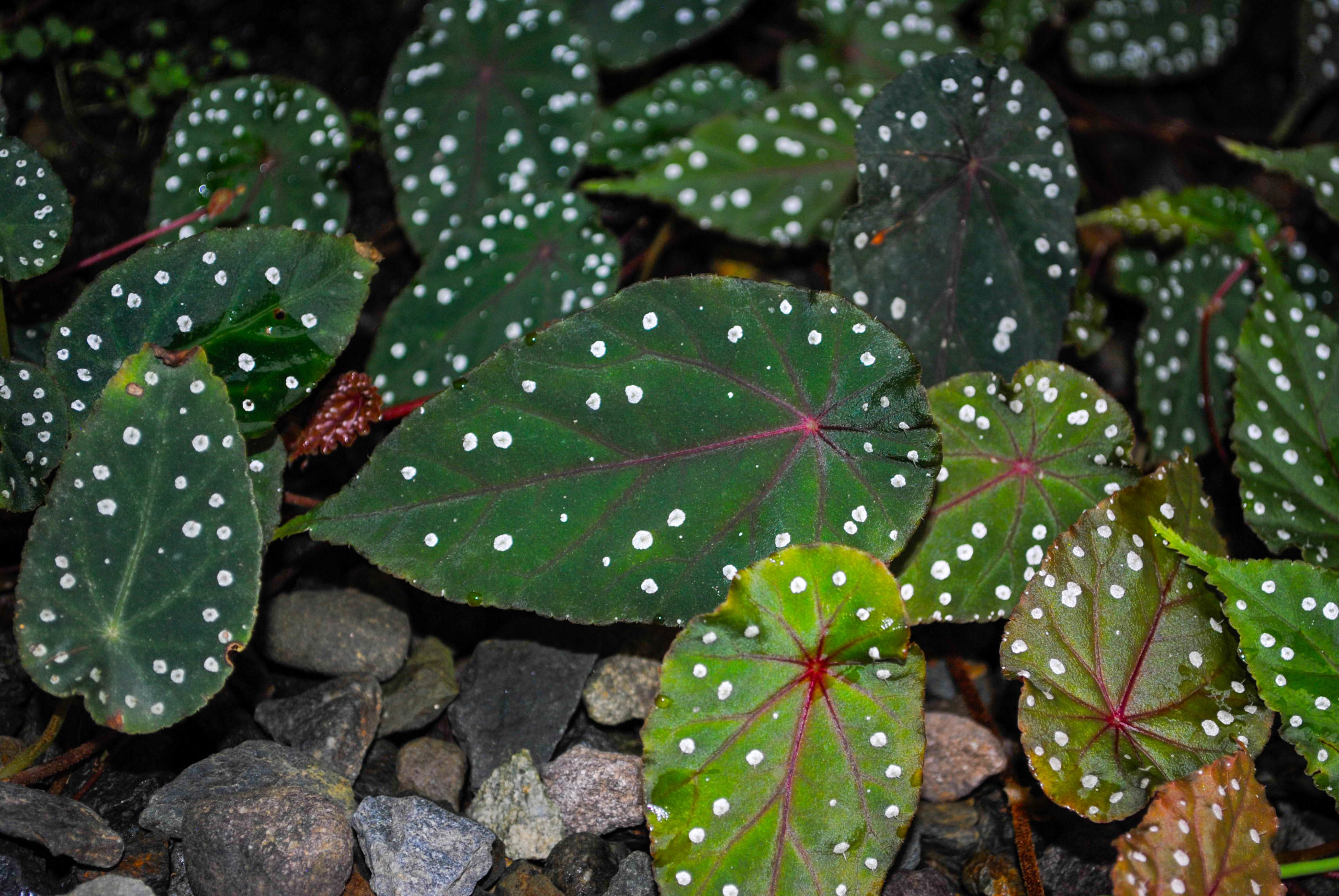 Begonia tropaeolifolia | Mundiflora