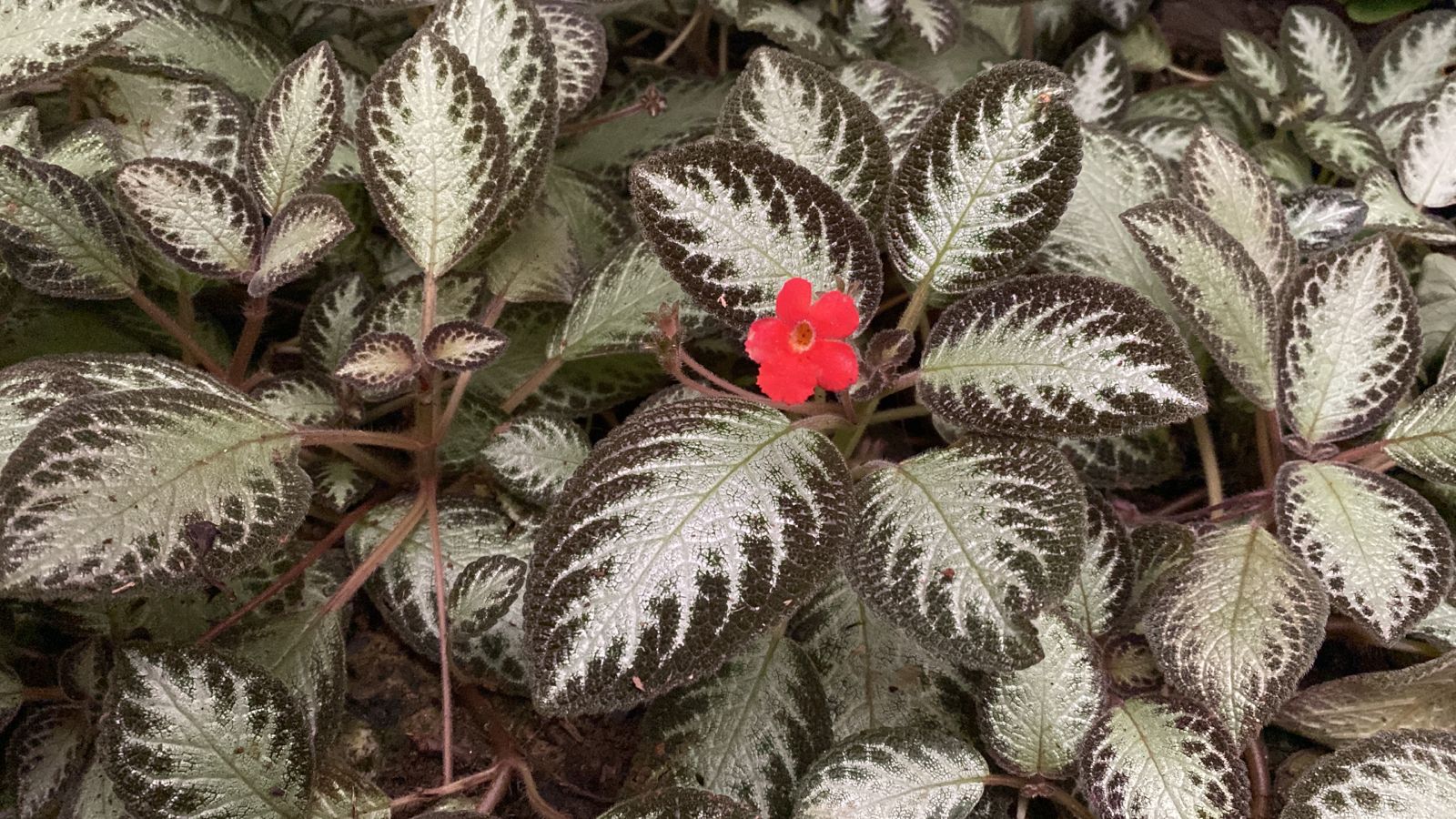 Episcia cupreata | Mundiflora